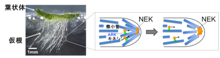 図1　ゼニゴケの形態と仮根伸長のしくみ