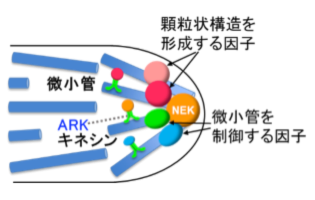 図2. 仮根細胞における複合体のモデル
