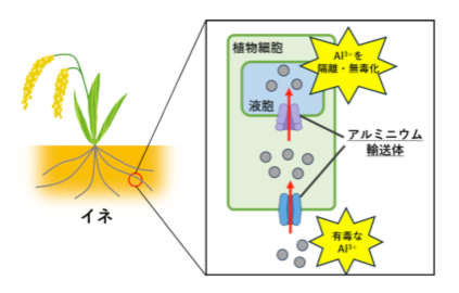 図1 アルミニウムが液胞へと隔離される様子