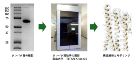 図2　構造解析の流れ