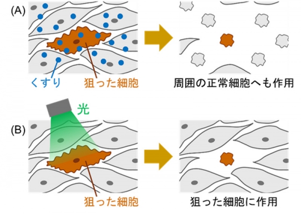 光駆動プロトンポンプで体内のがん腫瘍を消去することに成功～がん治療に光を！～