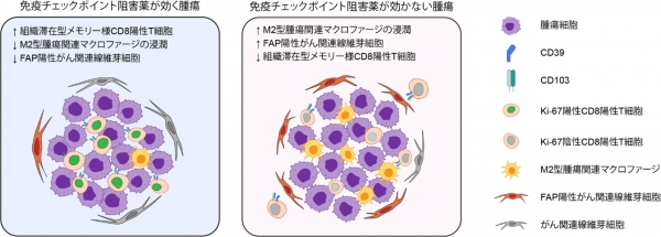 世界初の細胞環境解析により肺がん免疫療法の耐性因子を解明～耐性因子を標的とする難治性肺がんの新たな治療法開発に期待～