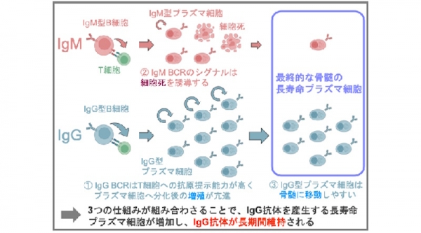 ウイルス再感染防御に必須のIgG抗体が長期間維持される仕組みを解明― 一度で，長く守る 次世代ワクチンへの挑戦 ―