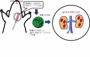 ラットの頸静脈からCnm タンパクを投与し，IgA 腎症のような腎炎の発症を再現