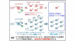 ウイルス再感染防御に必須のIgG抗体が長期間維持される仕組みを解明― 一度で，長く守る 次世代ワクチンへの挑戦 ―
