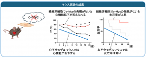 線維芽細胞が心不全を引き起こす？ ―非心筋細胞の意外な役割と新たな治療標的の発見―