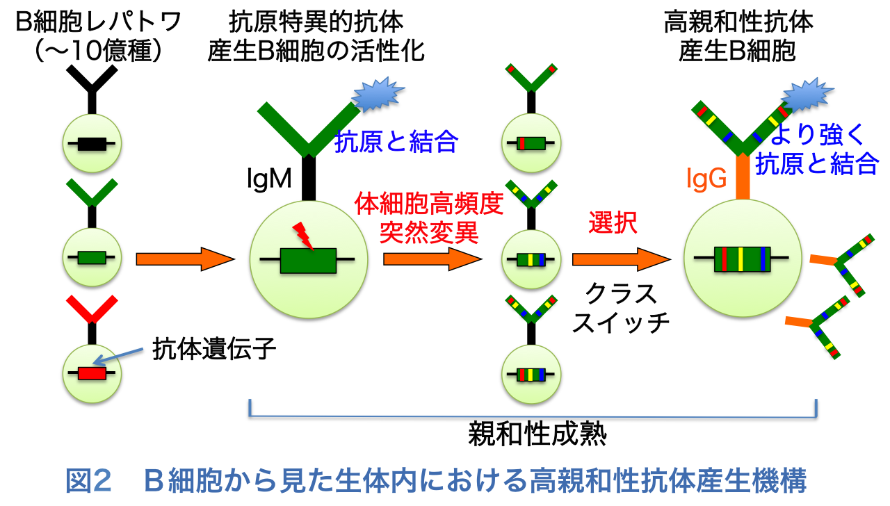 Tokumitsu Group Kanayama Group Magari Group Background 数十兆の細胞からなる私たち人間は その生体の恒常性を維持するために正常な細胞反応 細胞応答を必要とします この正常な細胞機能の形成には細胞内に存在する様々な生体分子が