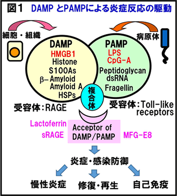 DAMP とPAMPによる炎症反応の駆動