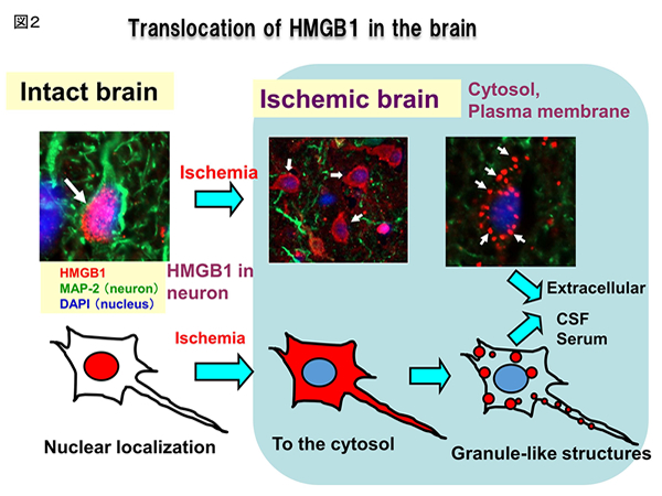 Translocation of HMGB1 in the brain