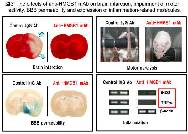 The effects of anti-HMGB1 mAb on brain infarction, impairment of motor
　activity, BBB permeability and expression of inflammation-related molecules.