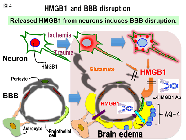 HMGB1 and BBB disruption