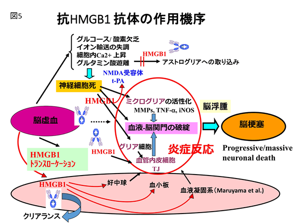 抗HMGB1 抗体の作用機序