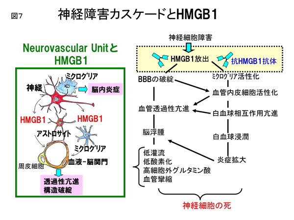 神経障害カスケードとHMGB1