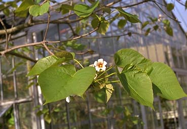 シナアブラギリ